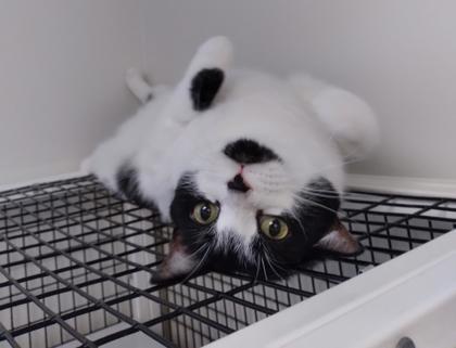 Mowgli, an adoptable Domestic Short Hair in Denver, CO, 80204 | Photo Image 3