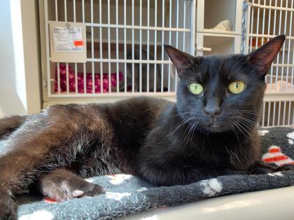 Harlow, an adoptable Domestic Short Hair in Denver, CO, 80204 | Photo Image 2