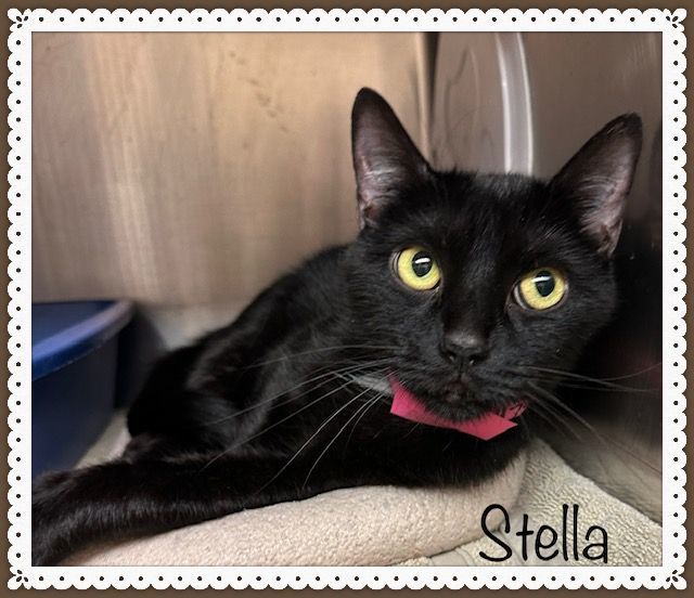 STELLA, an adopted Domestic Short Hair in Marietta, GA_image-2