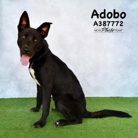 ADOBO, an adoptable Australian Shepherd Mix in Conroe, TX_image-1