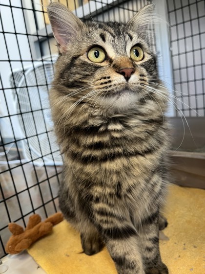 Beyonce, an adoptable Domestic Long Hair in Denver, CO, 80204 | Photo Image 1