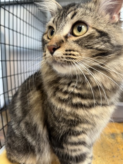 Beyonce, an adoptable Domestic Long Hair in Denver, CO, 80204 | Photo Image 2