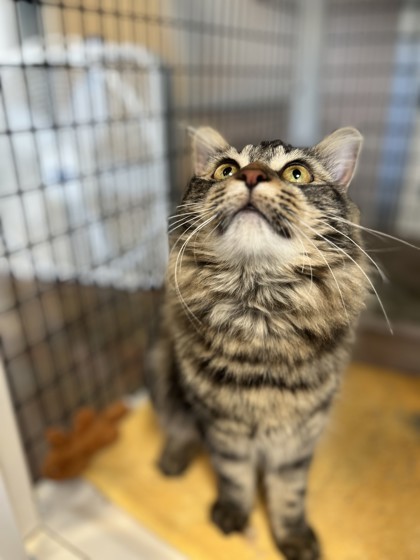 Beyonce, an adoptable Domestic Long Hair in Denver, CO, 80204 | Photo Image 3