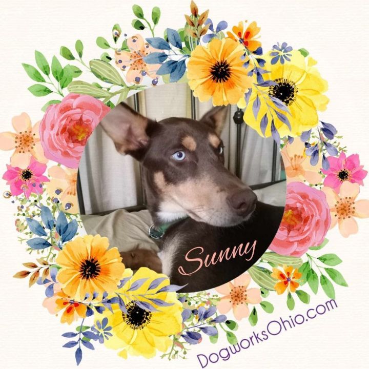 Sunny, an adoptable Husky & Doberman Pinscher Mix in Toledo, OH_image-2