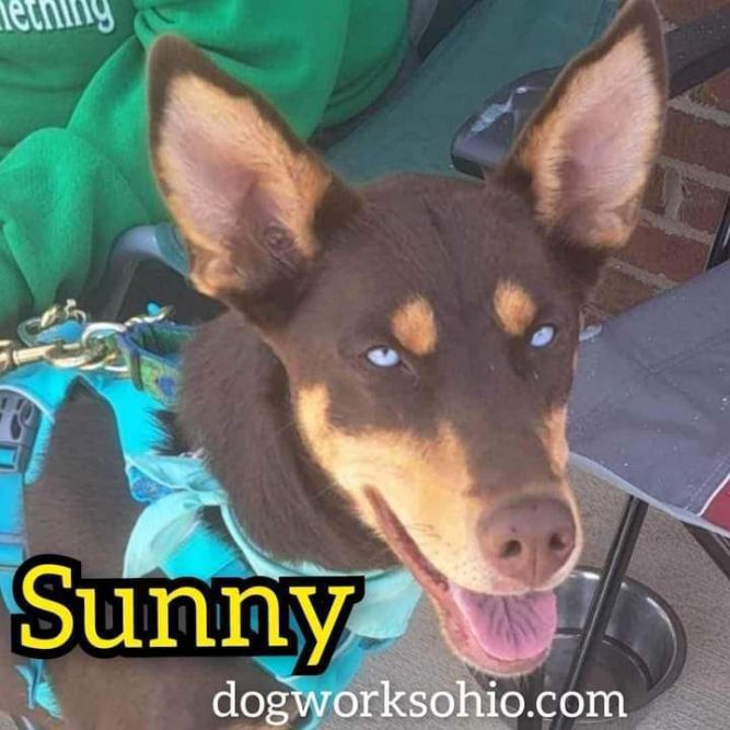 Sunny