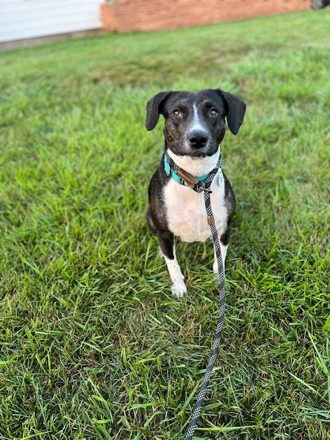 Lil' Pepper, an adoptable Terrier Mix in Geneseo, IL_image-6