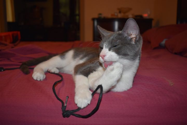 Stripes (kitten), an adoptable Domestic Short Hair in Alexandria, VA_image-2