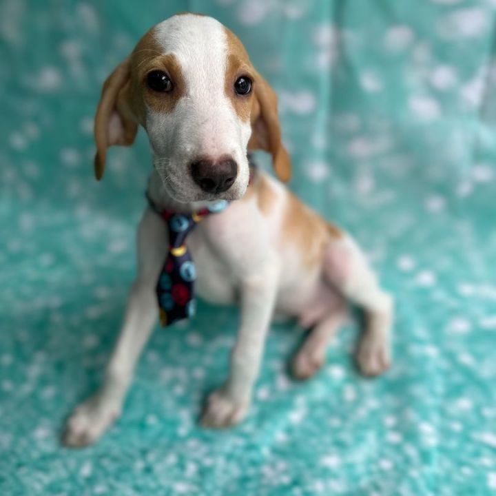 Heston, an adopted American Foxhound & Hound Mix in Midlothian, VA_image-4