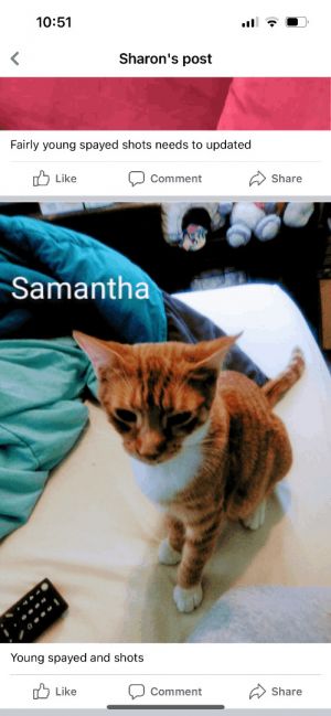 Samantha- orange sweet female - single pet home 
