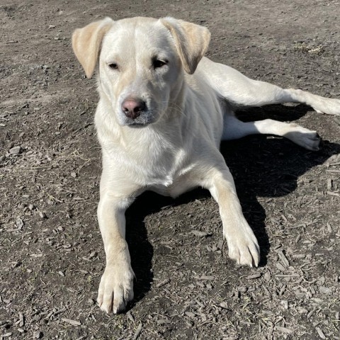 ROBIN, an adoptable Yellow Labrador Retriever Mix in Union City, PA_image-2