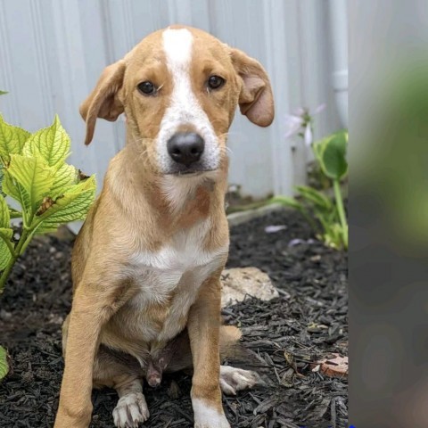 ROY, an adoptable Yellow Labrador Retriever Mix in Union City, PA_image-5