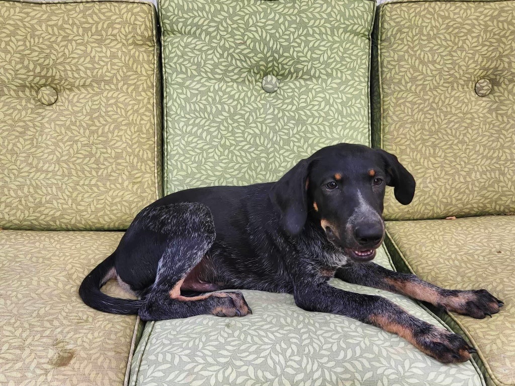 Dog for adoption - Chandler (foster to adopt), a German Shorthaired Pointer  & Bluetick Coonhound Mix in White Lake, MI | Petfinder