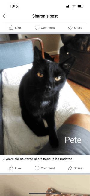 Pete intelligent smart - single cat home 
