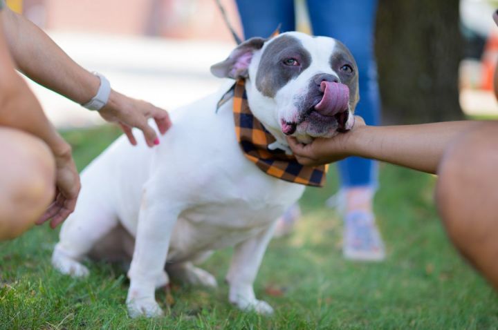 Mellow, an adoptable English Bulldog Mix in Perth Amboy, NJ_image-4