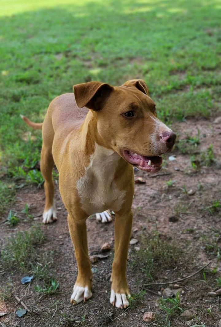 Liam, an adoptable American Staffordshire Terrier & Boxer Mix in Landrum, SC_image-5