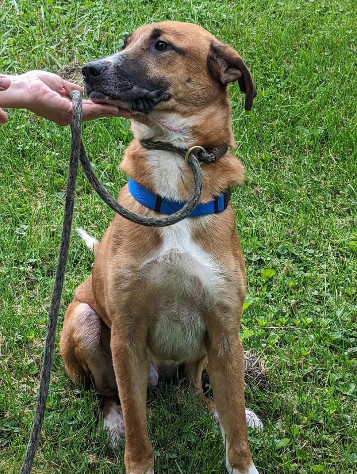 Lucky, an adoptable Shepherd Mix in Drexel Hill, PA_image-2