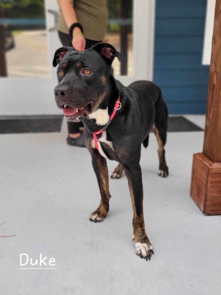 Duke, an adopted Rottweiler Mix in Bishop, GA_image-2