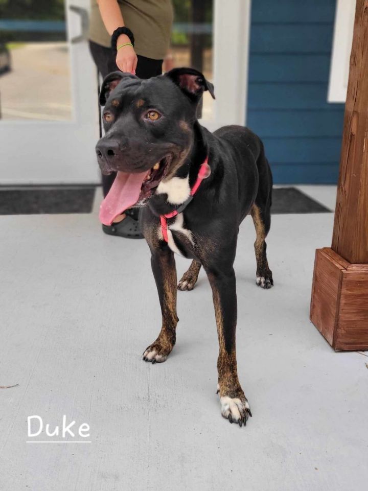 Duke, an adopted Rottweiler Mix in Bishop, GA_image-3