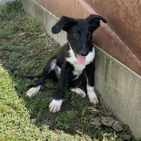 Dog for adoption - OLIVER~ Paws-In-Prison graduate, a Border Collie ...