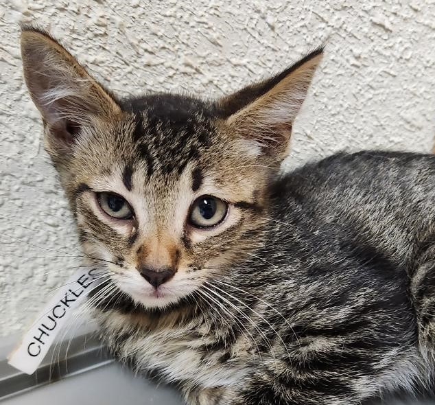 Chuckles, an adoptable Tabby & Domestic Short Hair Mix in Las Cruces, NM_image-1