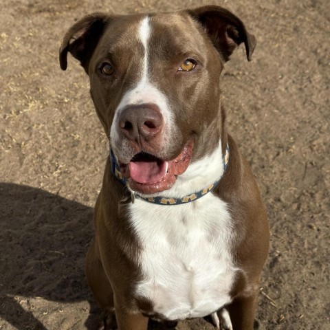Diego - PAWS, an adoptable Mixed Breed in Las Cruces, NM, 88001 | Photo Image 1
