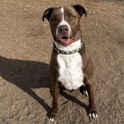 Diego - PAWS, an adoptable Mixed Breed in Las Cruces, NM, 88001 | Photo Image 3