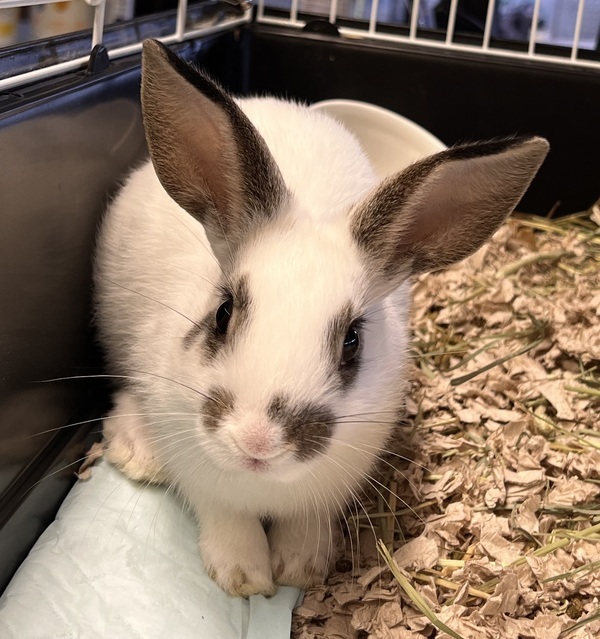 Oreo, an adoptable Bunny Rabbit Mix in San Gabriel, CA_image-2