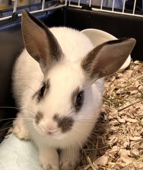 Oreo, an adoptable Bunny Rabbit Mix in San Gabriel, CA_image-3