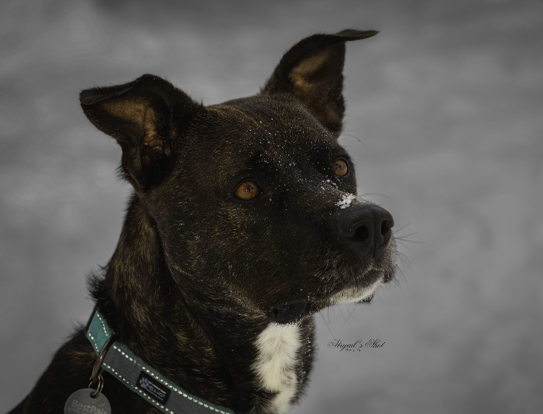 Mia, an adoptable German Shepherd Dog, Pit Bull Terrier in Holland, MI, 49424 | Photo Image 1