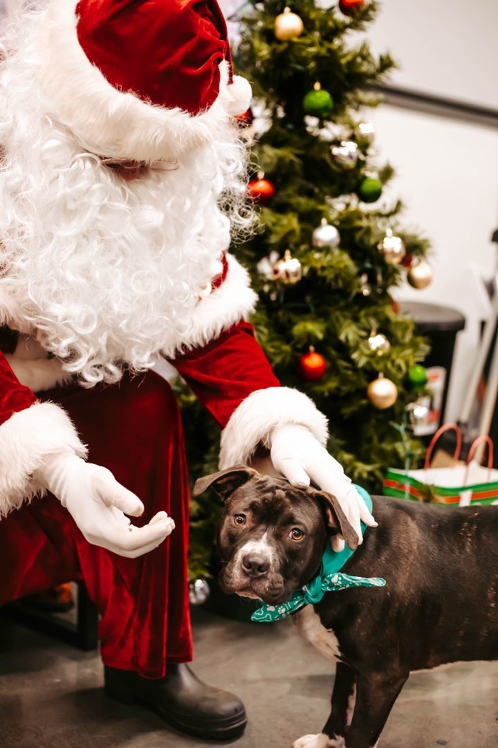 dog-for-adoption-mia-mia-an-american-bulldog-pit-bull-terrier-mix-in-mount-juliet-tn