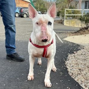 Chico best sale bull terrier