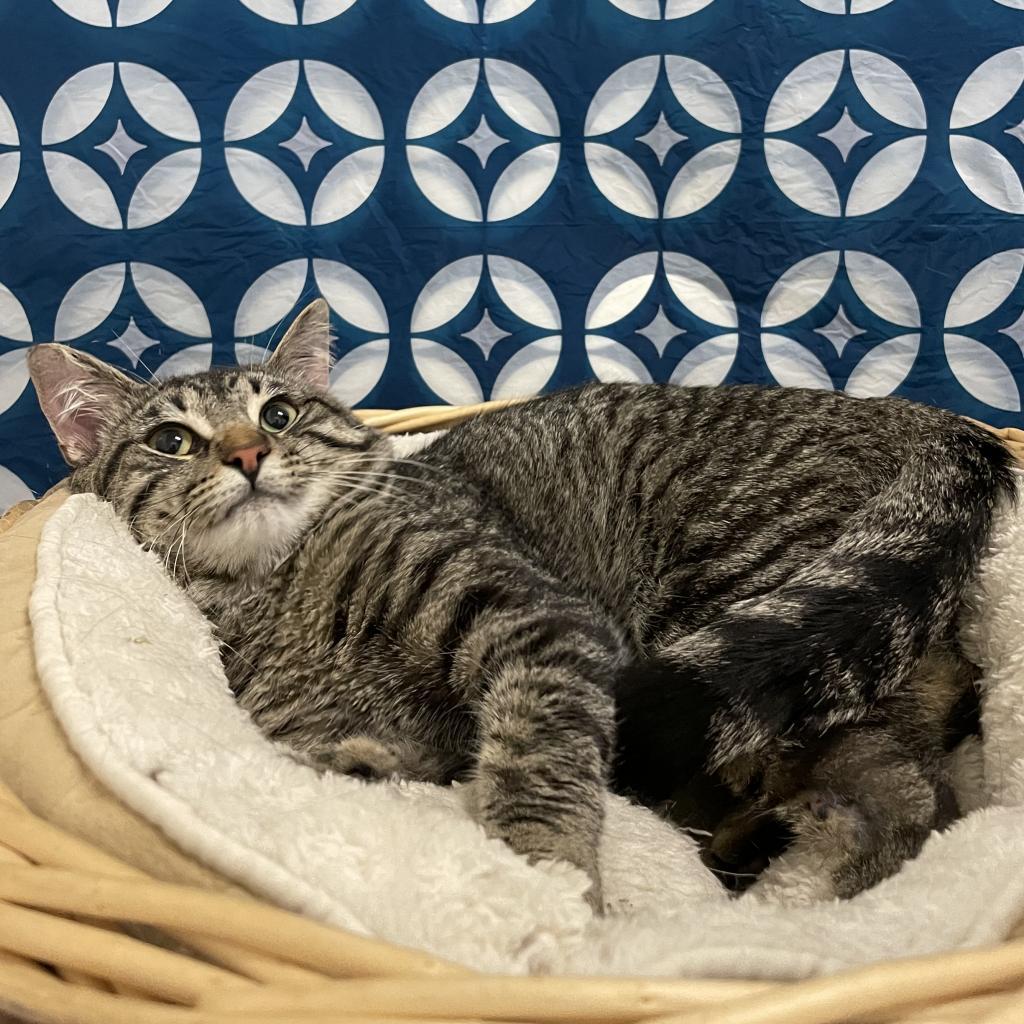 Green Bean, an adoptable Domestic Short Hair in North Battleford, SK, S9A 2M7 | Photo Image 1