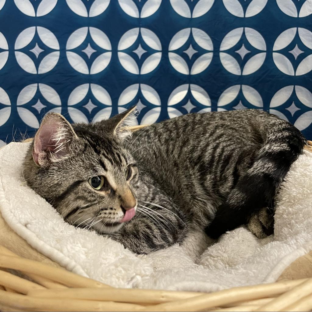 Green Bean, an adoptable Domestic Short Hair in North Battleford, SK, S9A 2M7 | Photo Image 2