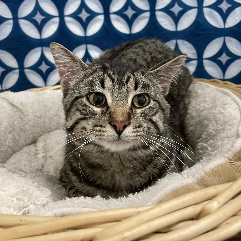 Green Bean, an adoptable Domestic Short Hair in North Battleford, SK, S9A 2M7 | Photo Image 3