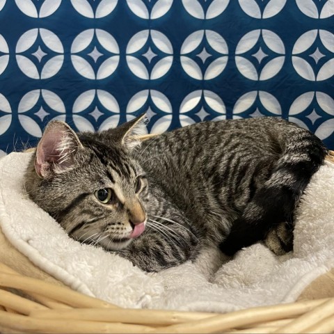 Green Bean, an adoptable Domestic Short Hair in North Battleford, SK, S9A 2M7 | Photo Image 4