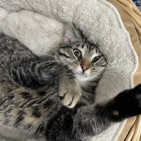 Green Bean, an adoptable Domestic Short Hair in North Battleford, SK, S9A 2M7 | Photo Image 5