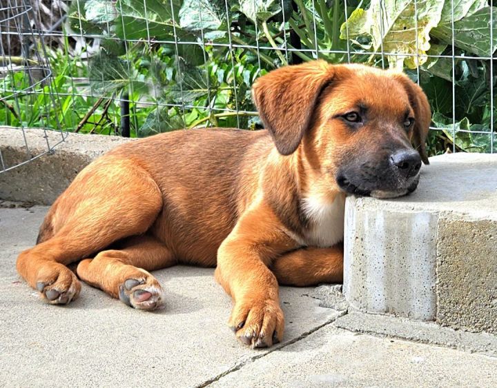 American staffordshire best sale terrier chow chow