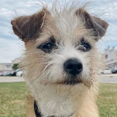 Rory, an adopted Terrier & Yorkshire Terrier Mix in Oklahoma City, OK_image-3