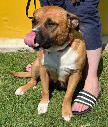 St bernard boxer mix puppies hot sale for sale