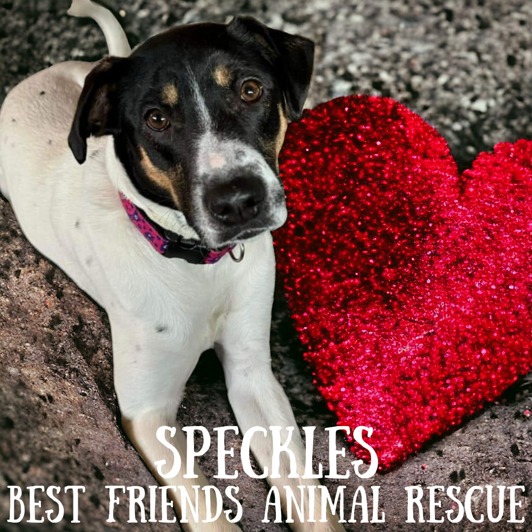 Speckles, an adoptable Bluetick Coonhound in Wasilla, AK, 99654 | Photo Image 2