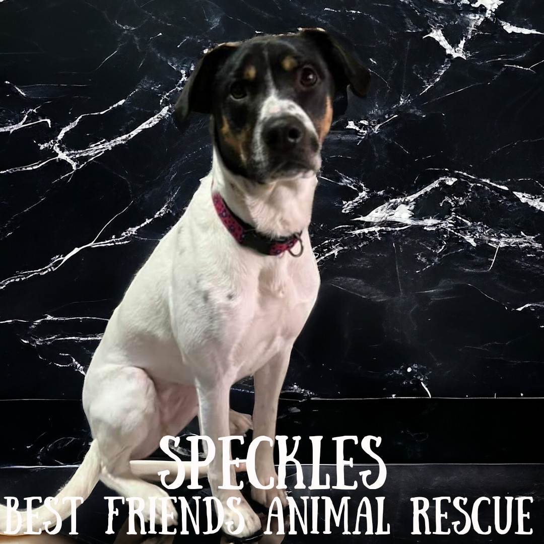 Speckles, an adoptable Bluetick Coonhound in Wasilla, AK, 99654 | Photo Image 3