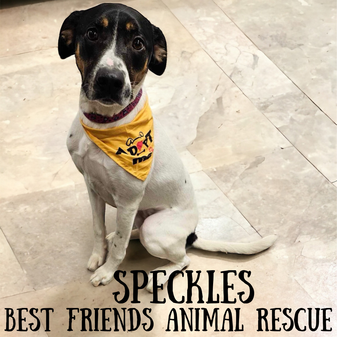 Speckles, an adoptable Bluetick Coonhound in Wasilla, AK, 99654 | Photo Image 4