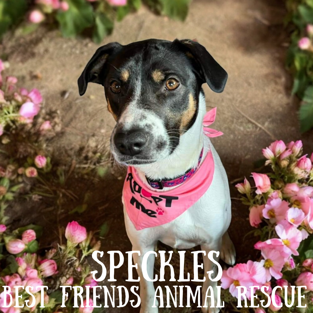Speckles, an adoptable Bluetick Coonhound in Wasilla, AK, 99654 | Photo Image 5