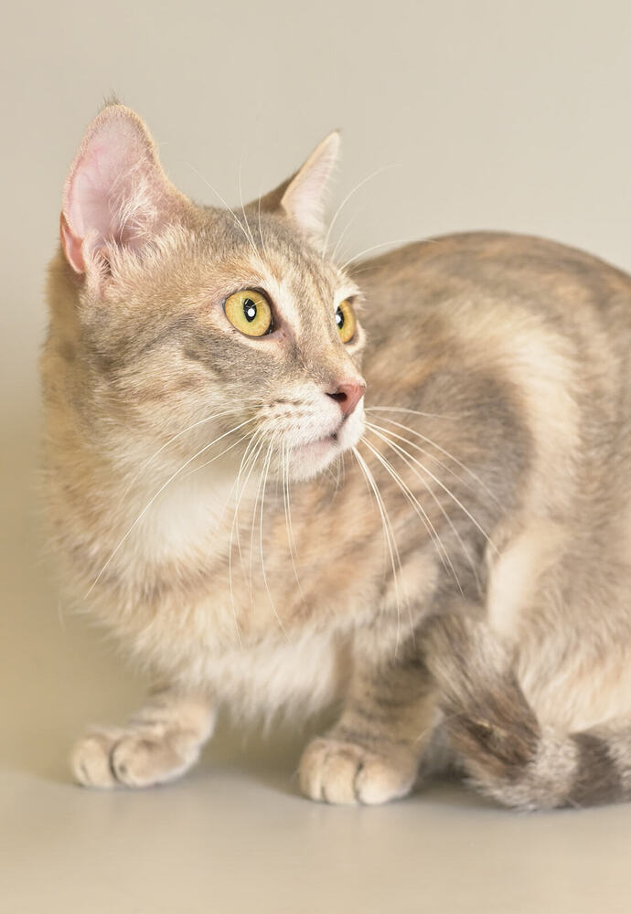 Cait, an adoptable Domestic Short Hair in Panama City Beach, FL, 32408 | Photo Image 1