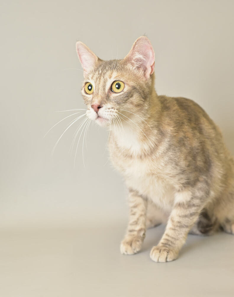 Cait, an adoptable Domestic Short Hair in Panama City Beach, FL, 32408 | Photo Image 2