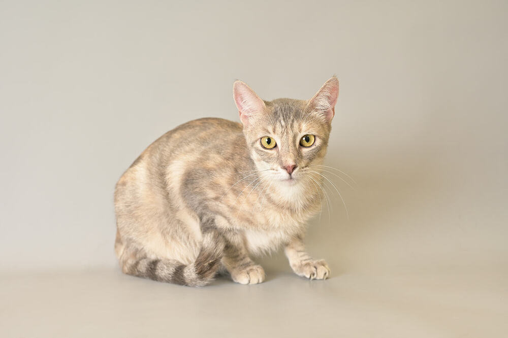 Cait, an adoptable Domestic Short Hair in Panama City Beach, FL, 32408 | Photo Image 3