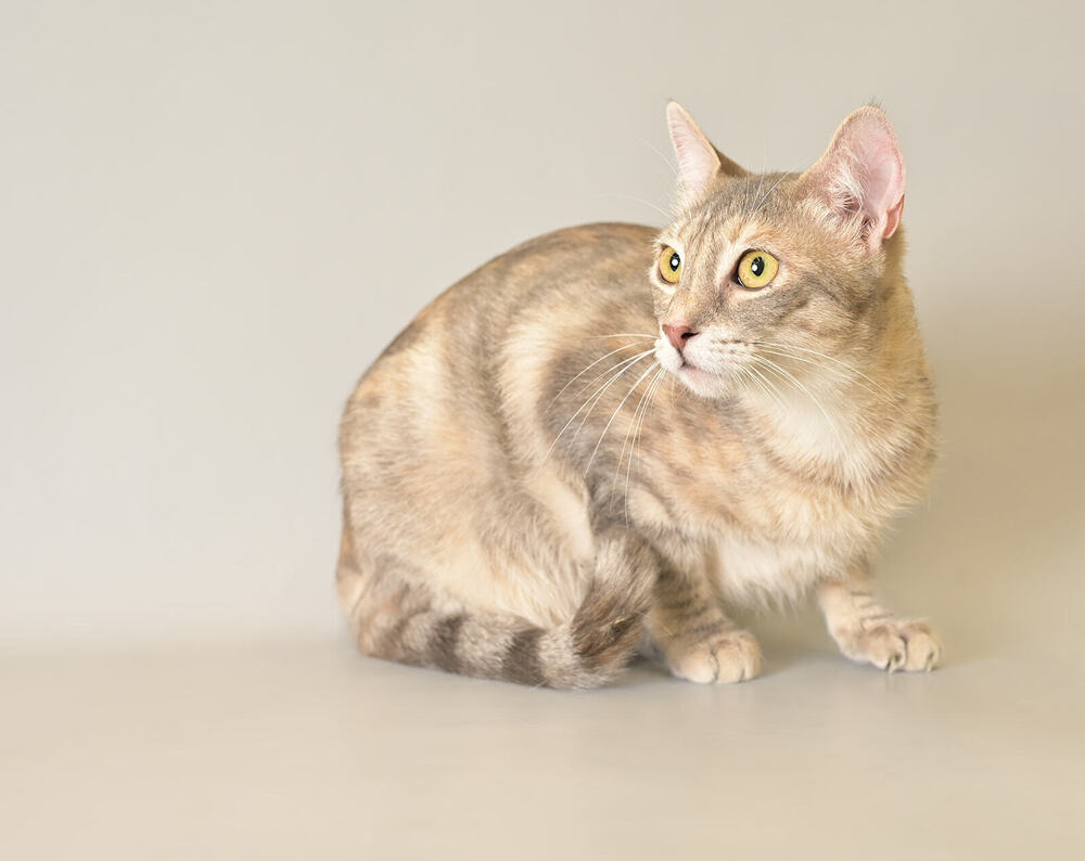 Cait, an adoptable Domestic Short Hair in Panama City Beach, FL, 32408 | Photo Image 4