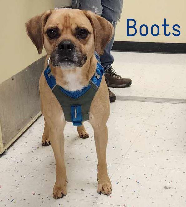 Boots, an adoptable Puggle, Boxer in Elburn, IL, 60119 | Photo Image 2