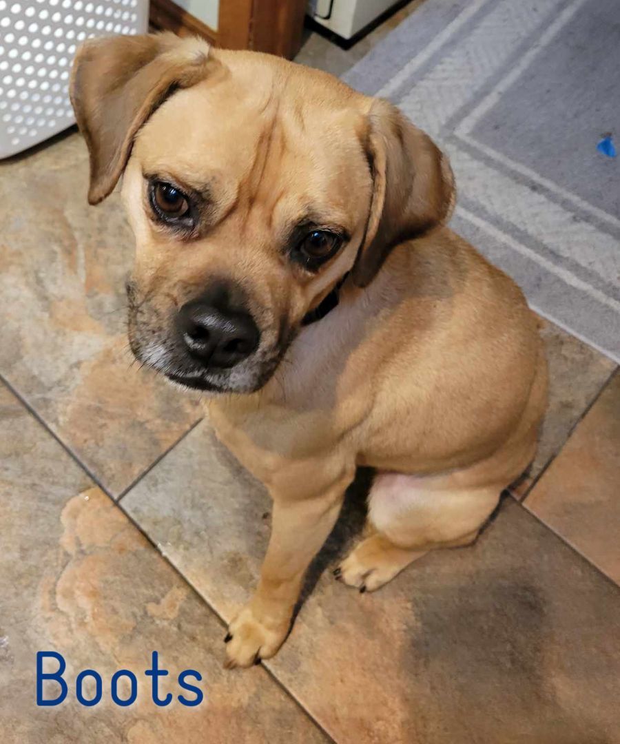Boots, an adoptable Puggle, Boxer in Elburn, IL, 60119 | Photo Image 3