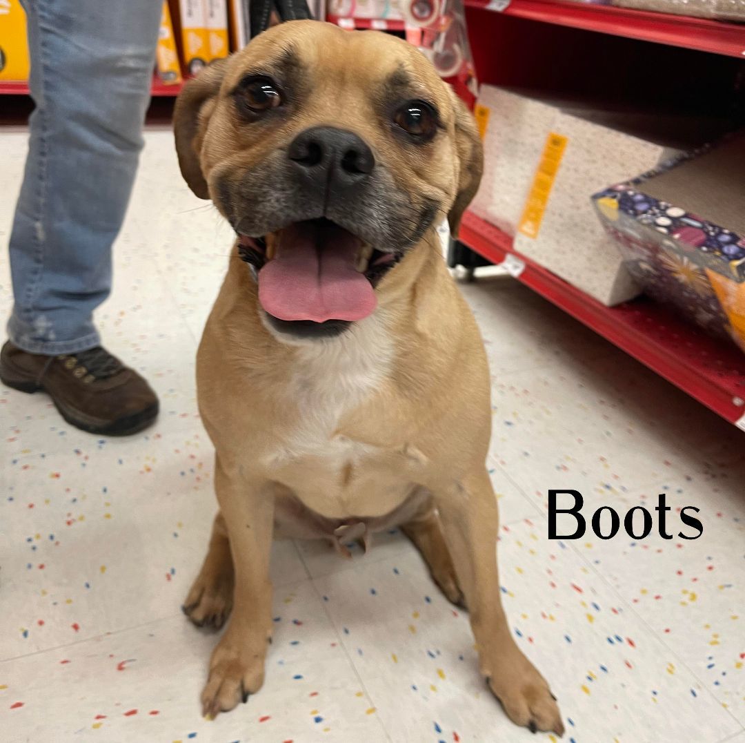Boots, an adoptable Puggle, Boxer in Elburn, IL, 60119 | Photo Image 4